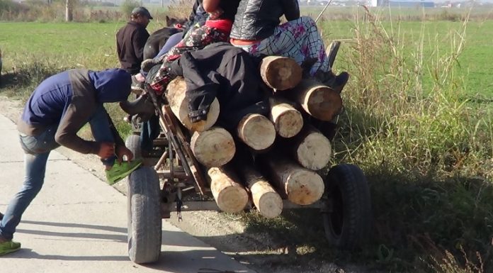 Inspectoratul de Jandarmi Judeţean Olt continuă acțiunile în domeniul silvic
