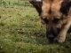 Rătăcit în pădure, un bărbat din comuna Tomșani a fost depistat cu ajutorul unui câine de urmă