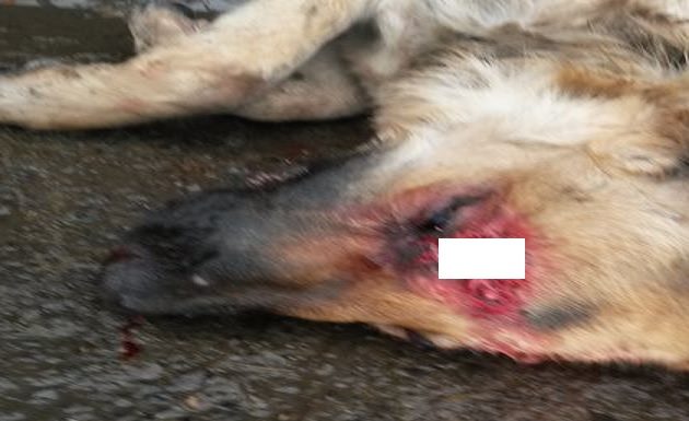 Câine împușcat în curtea unei femei din Voineasa – doi vânători sunt cercetați penal