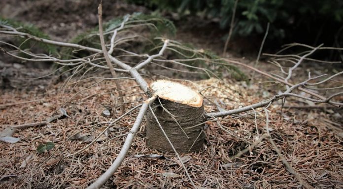 Tăierile ilegale în pădurile de stat, anul trecut s-au menținut la un nivel scăzut