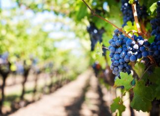 Viticultura: Cum să ai grijă de vița de vie pentru a obţine cele mai bune roade?