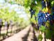 Viticultura: Cum să ai grijă de vița de vie pentru a obţine cele mai bune roade?