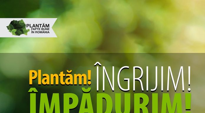 Noiembrie – luna în care sărbătorim centenarul prin acțiuni de împădurire