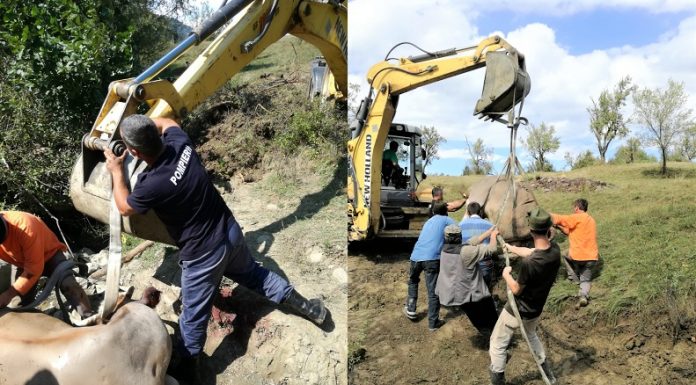 Vâlcea: Vacă salvată de pompieri din albia unui pârâu din comuna Boișoara