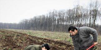 ROMSILVA a demarat a doua campanie de împăduriri din 2018