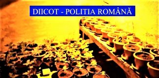 Cultură de canabis în ghivece, depistată într-o casă din Slatina