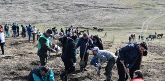 S-au plantat fapte bune la Grecești