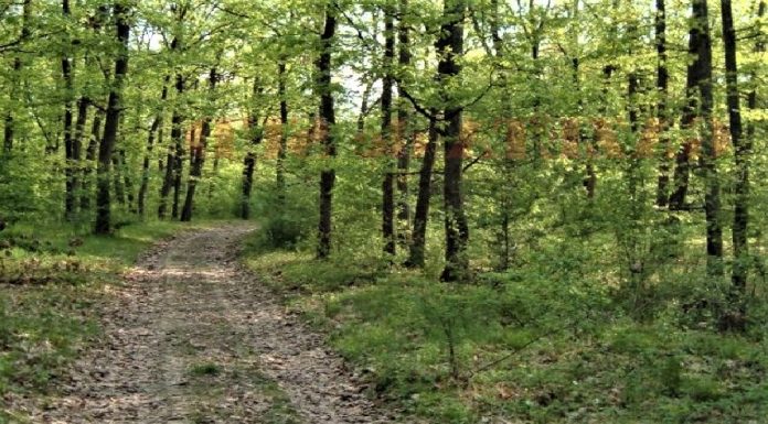 Vâlcea: Bătrână dispărută din comuna Perișani, găsită într-o zonă împădurită
