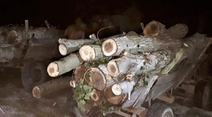 Dolj: Bărbați din Ostroveni și Întorsura, prinși cu arbori tăiați și furați din păduri