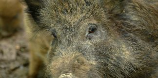 Informații actualizate privind evoluția pestei porcine africane în județul Vâlcea