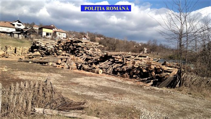 Valcea - Amenda de 10000 de lei pentru lemne furate in valoare de peste 12000 lei