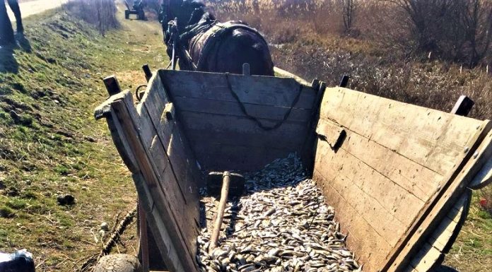 Bărbat depistat de jandarmi în timp ce pescuia ilegal pe râul Olt, la Mărgheni – VIDEO
