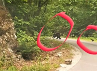 Jandarmii montani din Runcu s-au întâlnit cu o ursoaică cu doi pui