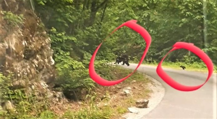 Jandarmii montani din Runcu s-au întâlnit cu o ursoaică cu doi pui