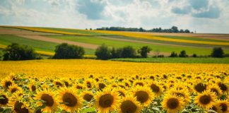 Index de Secetă, o alternativă viabilă de despăgubire a fermierilor în caz de secetă Index de Secetă, o alternativă viabilă de despăgubire a fermierilor în caz de secetă, pornind de la deficitul de 30%