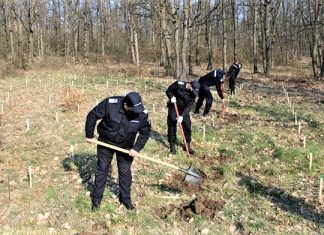 Jandarmeria Olt: 171 de stejari pentru România Jandarmeria Olt 171 de stejari pentru Romania