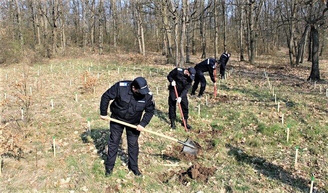 Jandarmeria Olt: 171 de stejari pentru România Jandarmeria Olt 171 de stejari pentru Romania