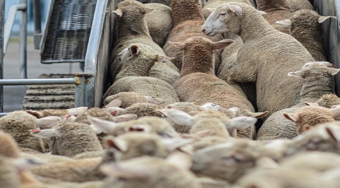 Norme UE pentru animale mai bine protejate în timpul transportului
