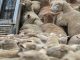 Norme UE pentru animale mai bine protejate în timpul transportului