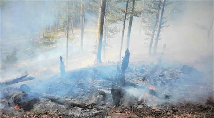 Apel transmis de ROMSILVA cu privire la incendiile provocate de arderea miriștilor