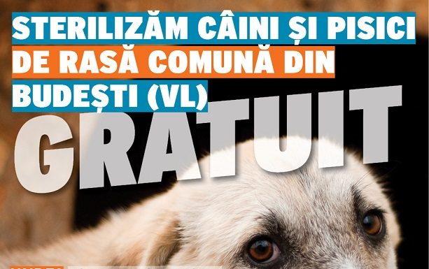 Animal Society derulează campanii de sterilizări gratuite pentru câini și pisici