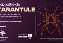 Expoziție de tarantule și alte specii exotice în zona Info Desk din Promenada Craiova