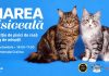 La Promenada Craiova, MAREA PISICEALĂ, expoziție de pisici de rasă și târg de adopții