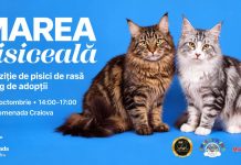 La Promenada Craiova, MAREA PISICEALĂ, expoziție de pisici de rasă și târg de adopții
