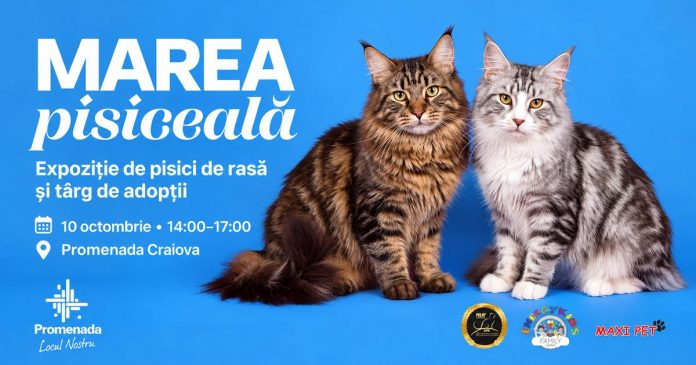 La Promenada Craiova, MAREA PISICEALĂ, expoziție de pisici de rasă și târg de adopții