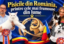 Pisicile din România, printre cele mai frumoase din lume