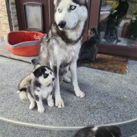 husky