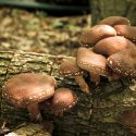 Producem si vindem ciuperca Shiitake ecologica,100 % naturala si alte produse specifice Tarii Zarand