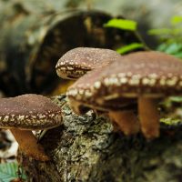 Oferim spre vanzare ciuperci uscate Shiitake bio, obtinute prin permacultura la preturi accesibile