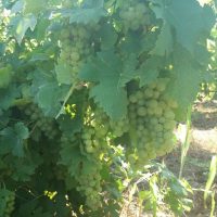 VAND STRUGURI DE VIN 2017
