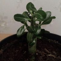 Bonsai Trandafir de Desert Adenium pui la ghiveci