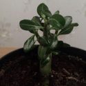 Bonsai Trandafir de Desert Adenium pui la ghiveci