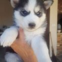 Vand pui de Husky Siberian, baieti si fetite rasa pura