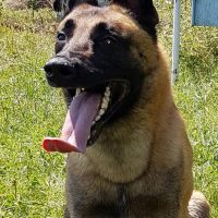 De vanzare catei de ciob.Belgian(malinois)cu pedigre tip A