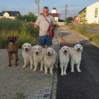 dresaj canin la domiciliul clientuli in tmisoara