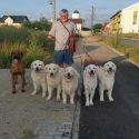 dresaj canin la domiciliul clientuli in tmisoara