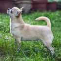 Catelusi Pui Chihuahua nascuti pe 3 Ianuarie 2019