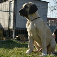 Vand catei Malakli/Kangal
