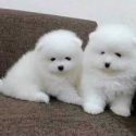 Pomeranian â€“ talie mica, blanita densa si aspect de ursulet