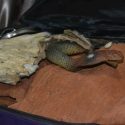 BRING BACK LOST LOVE SPELLS, SPIRITUAL HEALER /Voodoo Spells Caster, ලංකව【+27672740459】ශ්රීව FAST EF