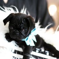Pui de nuntă frumoase și sănătoase Disponibile pentru adoptare