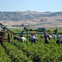 agricultura Austria
