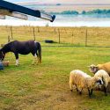 ferme de animale Germania ingrijitor