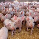 ferma porci germania