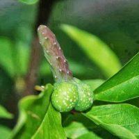 Entengo Herbal Penis Enlargement Kit In Lajes das Flores Municipality in Portugal Call +27710732372