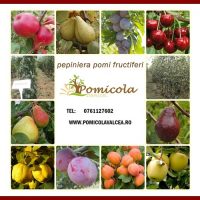 pomi fructiferi